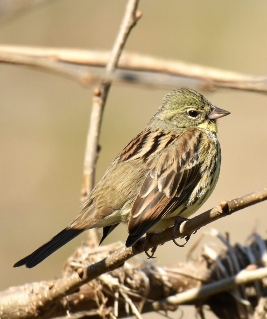 アオジとノジコ Petit Porte Bonheur Birds Insects